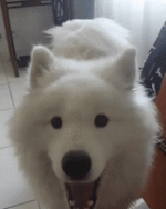 1728254706264.gif
