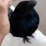 1728326244328.gif