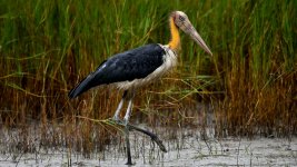 _Lesser_adjutant.jpg