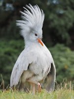 kagu 4.jpg