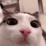 1729515646698.gif