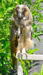 LongEaredOwl25_06_2007.JPG