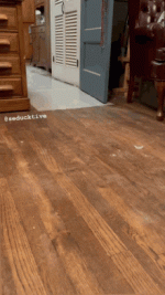 1728005069379.gif