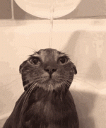 1000001782.gif