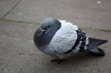 8c1ae0ad6edd9f0b3b5a1a6899b81dd3.jpg