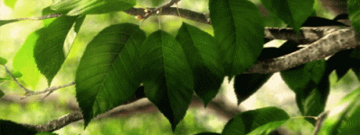 pikmin-meisje.gif